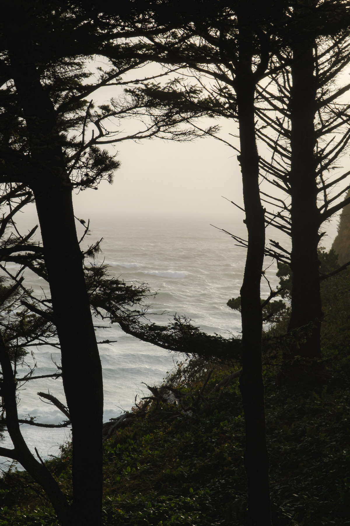 Pacific Northwest Road Trip photo titled Pacific Coast 110